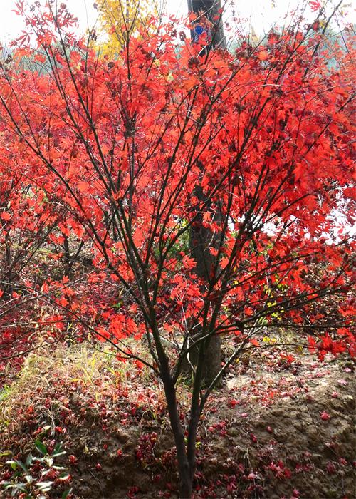 紅楓 