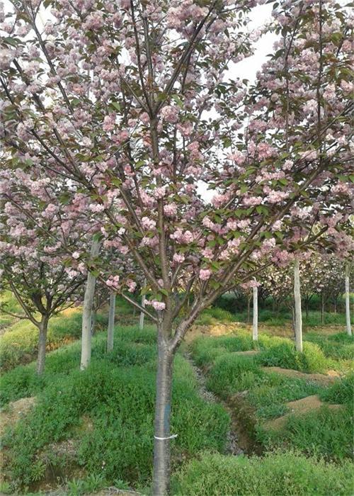 櫻花 